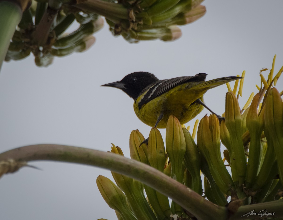 Oriole jaune-verdâtre - ML614300089