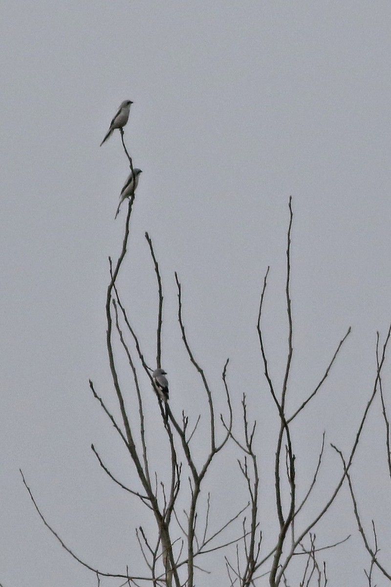 Great Gray Shrike - ML614300093