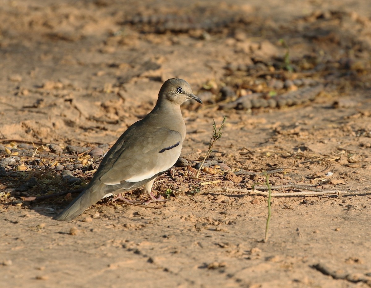 Picui Ground Dove - ML614300115