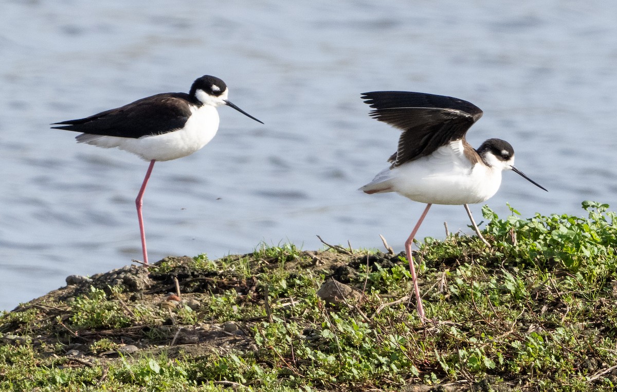 Black-necked Stilt - ML614300188