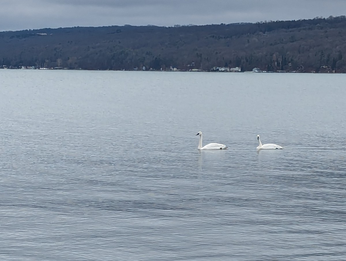 Trumpeter Swan - ML614300190