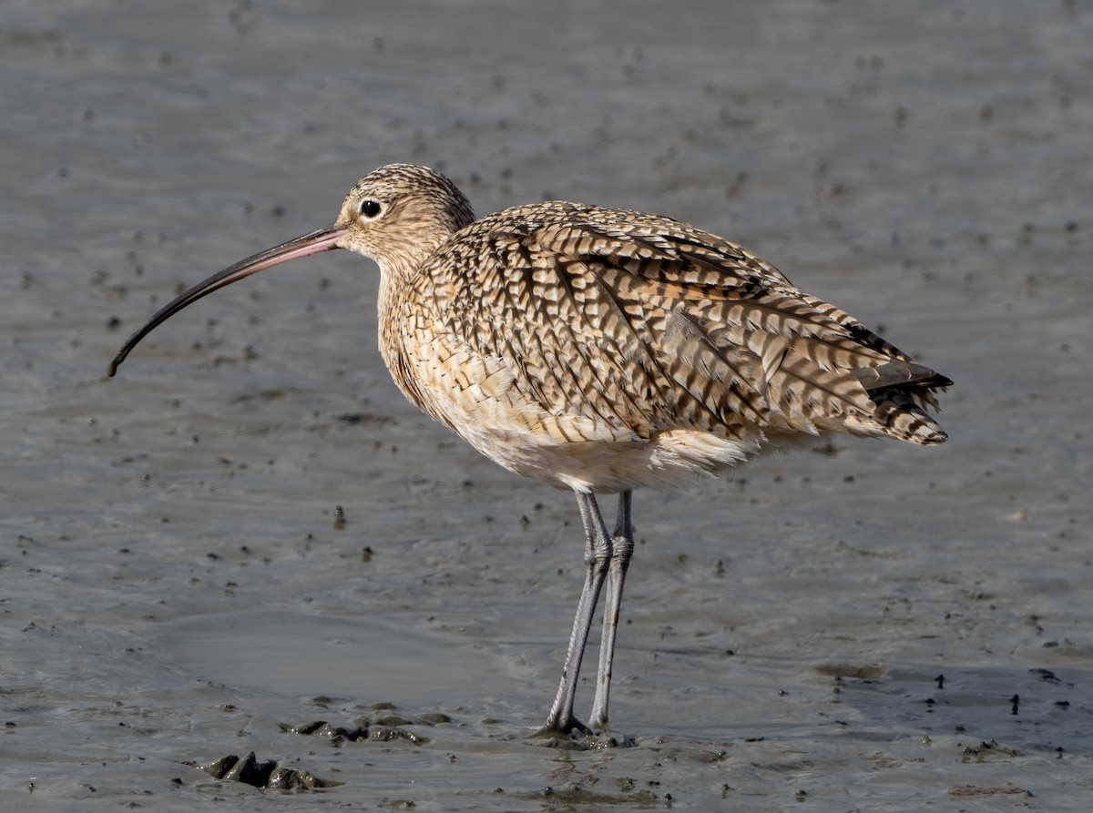 Long-billed Curlew - ML614300193