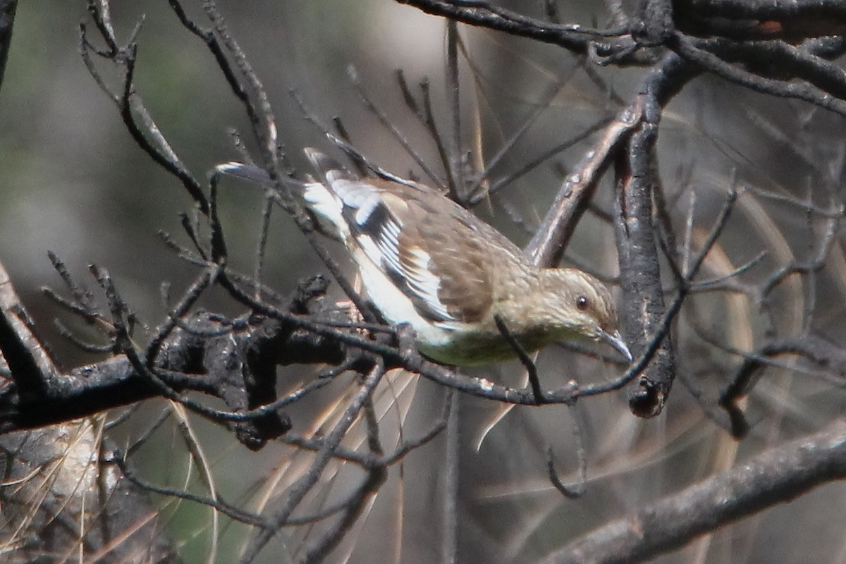 Aztec Thrush - Paul Lewis