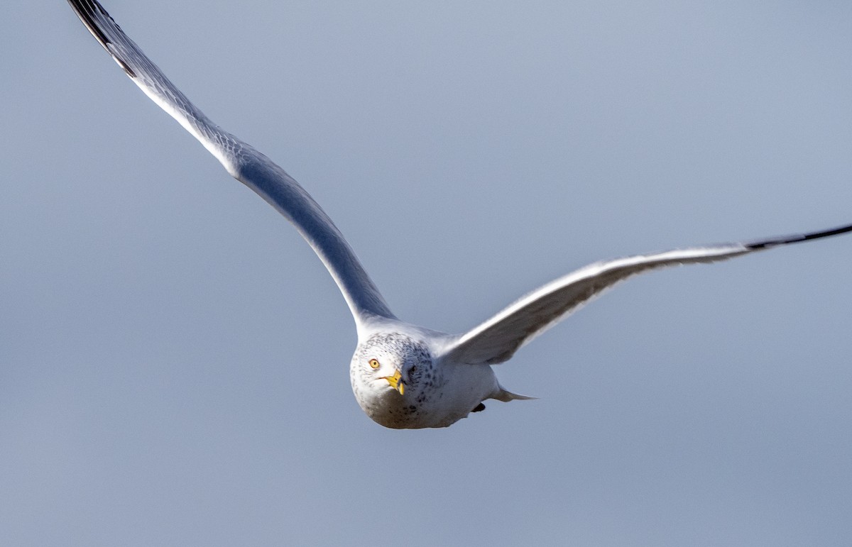 Ring-billed Gull - ML614300213