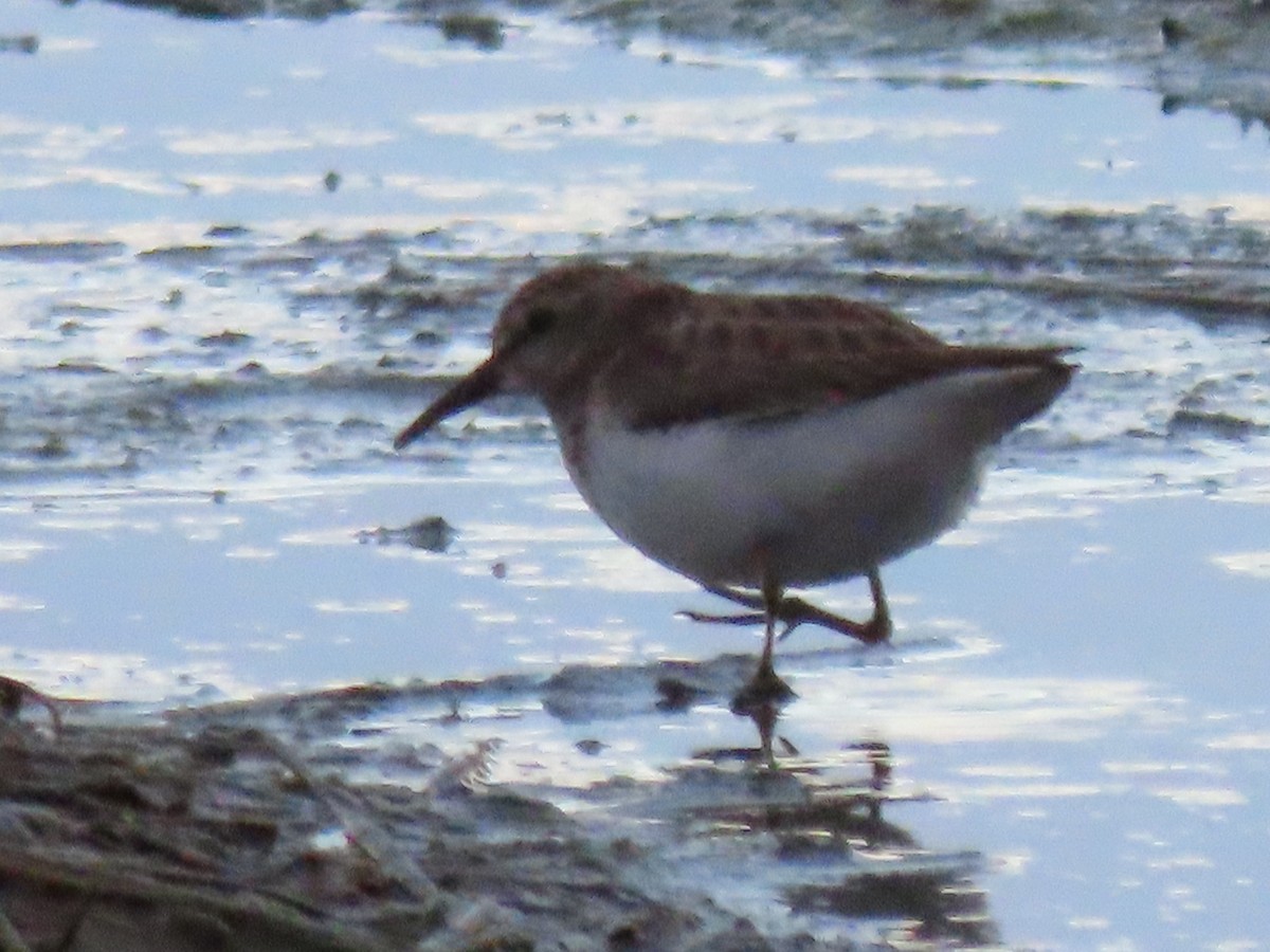 Least Sandpiper - ML614300214