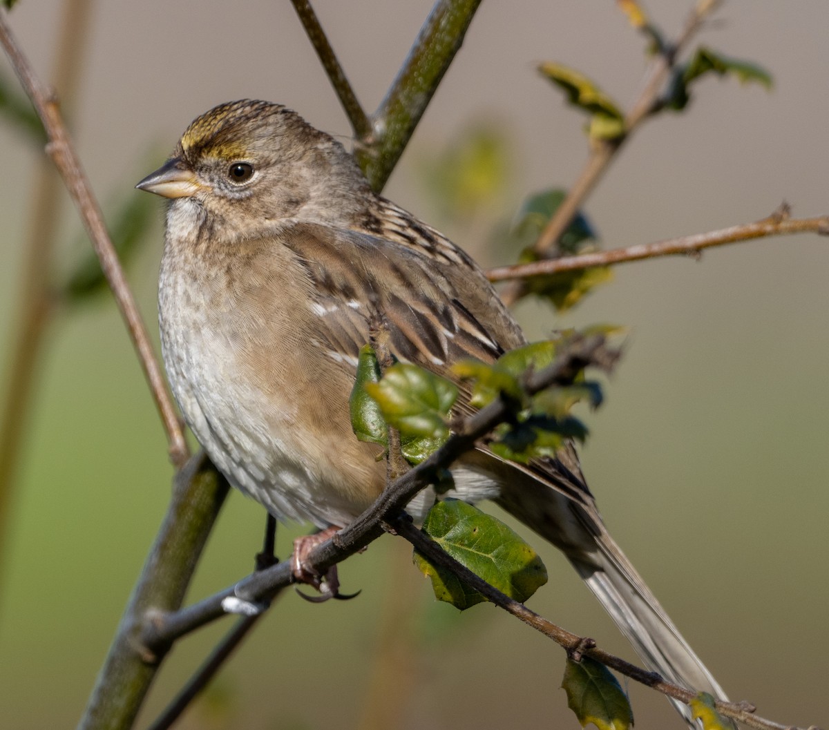 Golden-crowned Sparrow - ML614300230