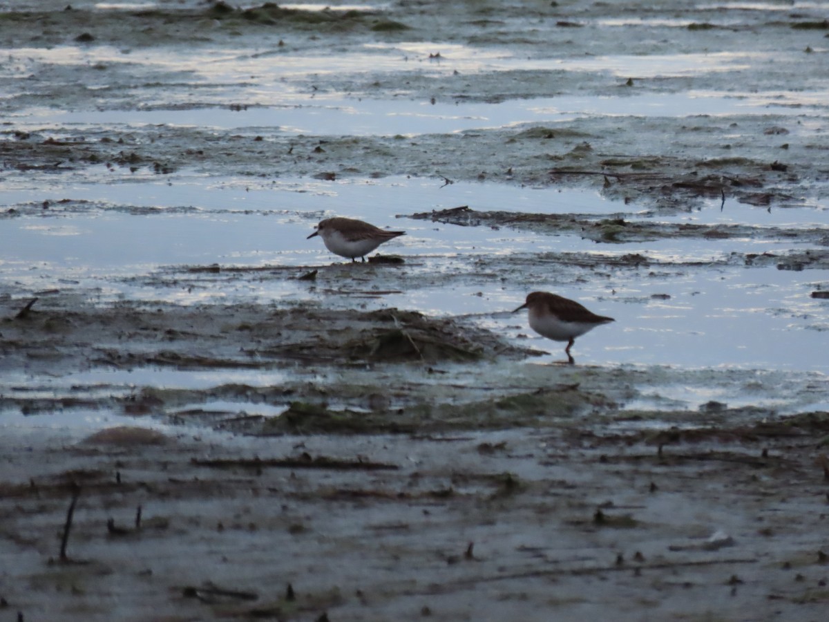 Least Sandpiper - ML614300240