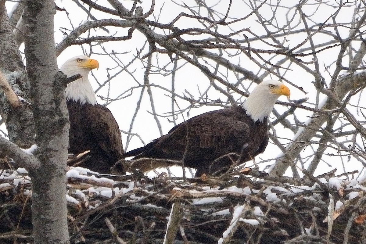 Bald Eagle - John Gordinier