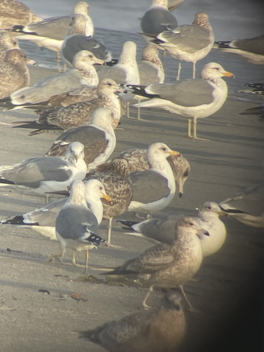 California Gull - ML614300280