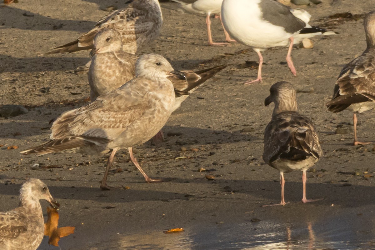 Larus sp. - Braxton Landsman