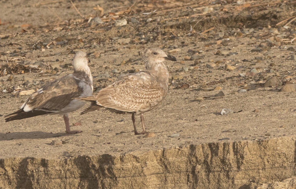 Gaviota (Larus) sp. - ML614300294