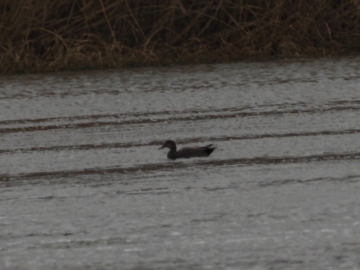 Gadwall - ML614300430