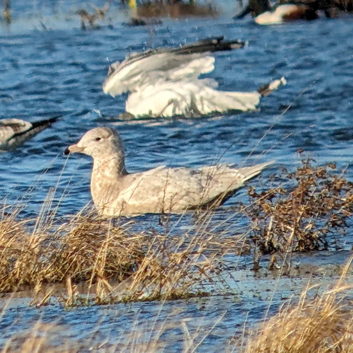 Glaucous Gull - Brendan Doe