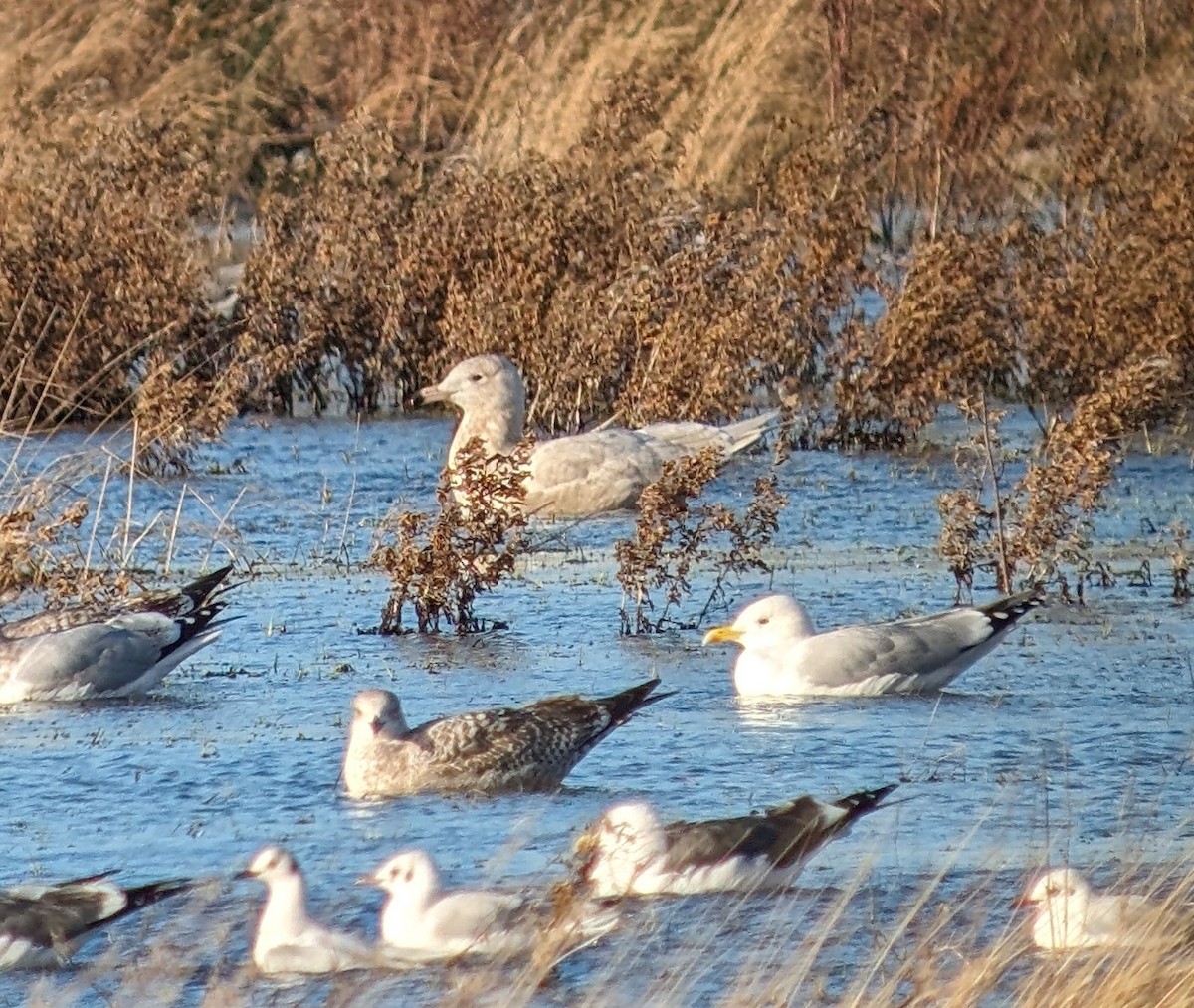 Glaucous Gull - Brendan Doe