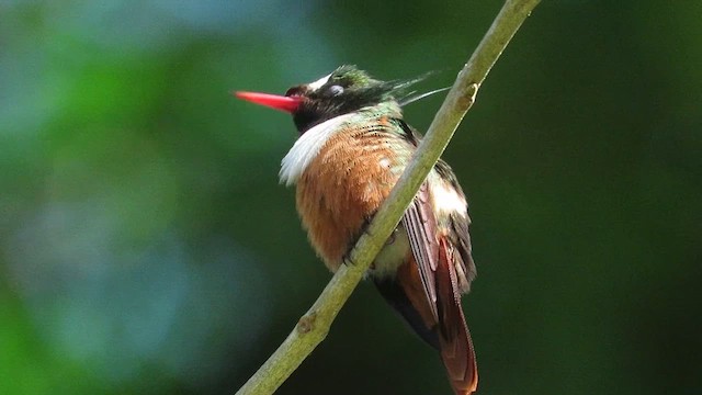 White-crested Coquette - ML614300606