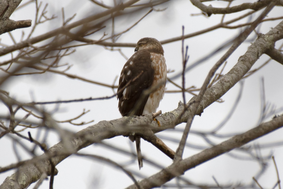 Sharp-shinned Hawk - ML614300700