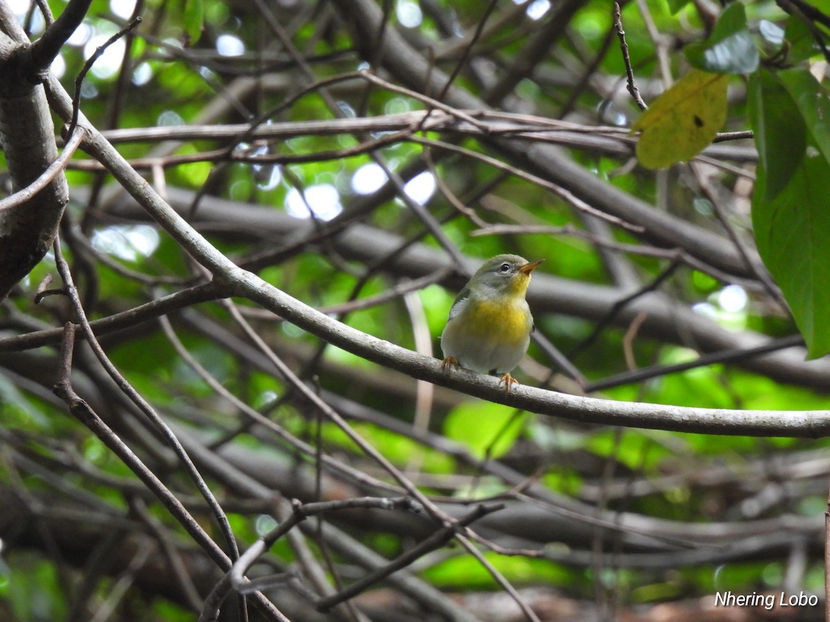 Northern Parula - ML614300753