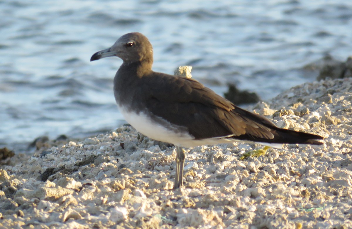 Sooty Gull - ML614300769