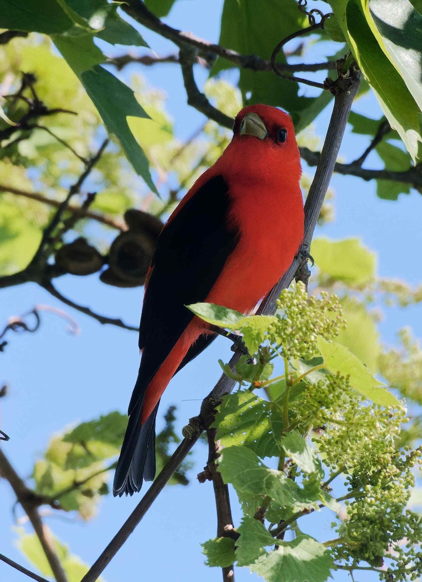 Scarlet Tanager - ML614300770