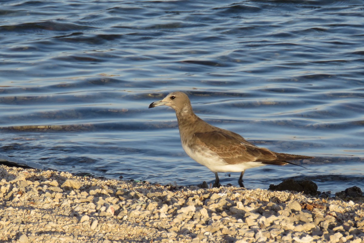 Gaviota Cejiblanca - ML614300802