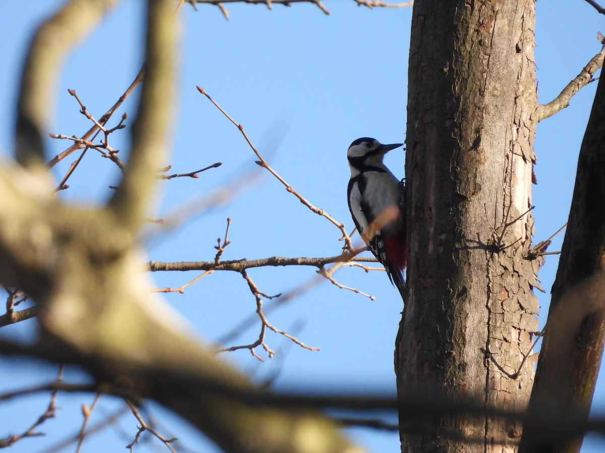 Great Spotted Woodpecker - ML614300836