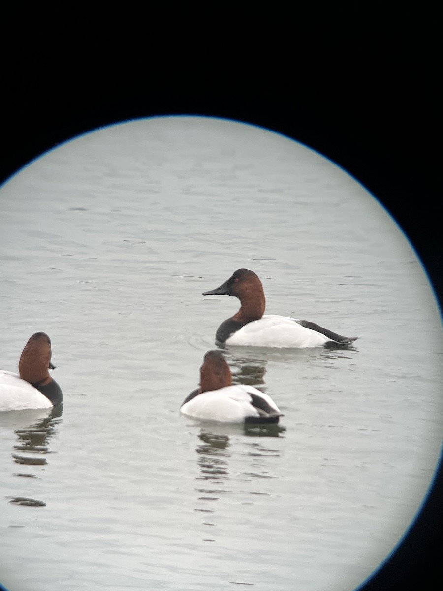 Canvasback - ML614300901