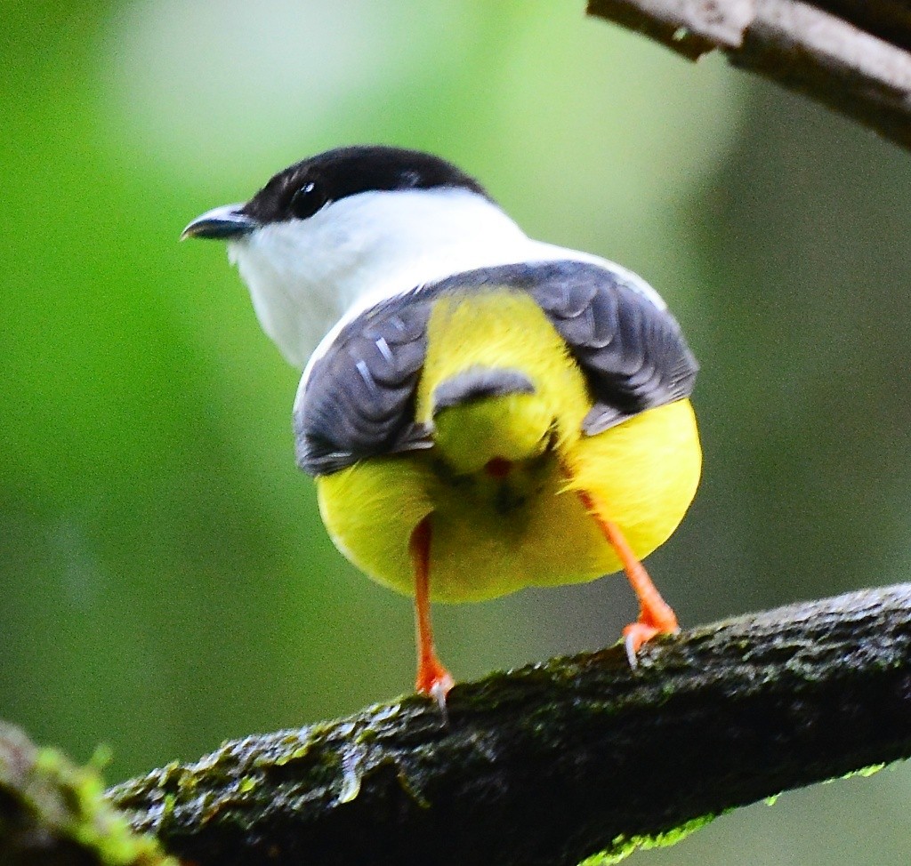 White-collared Manakin - ML614300927