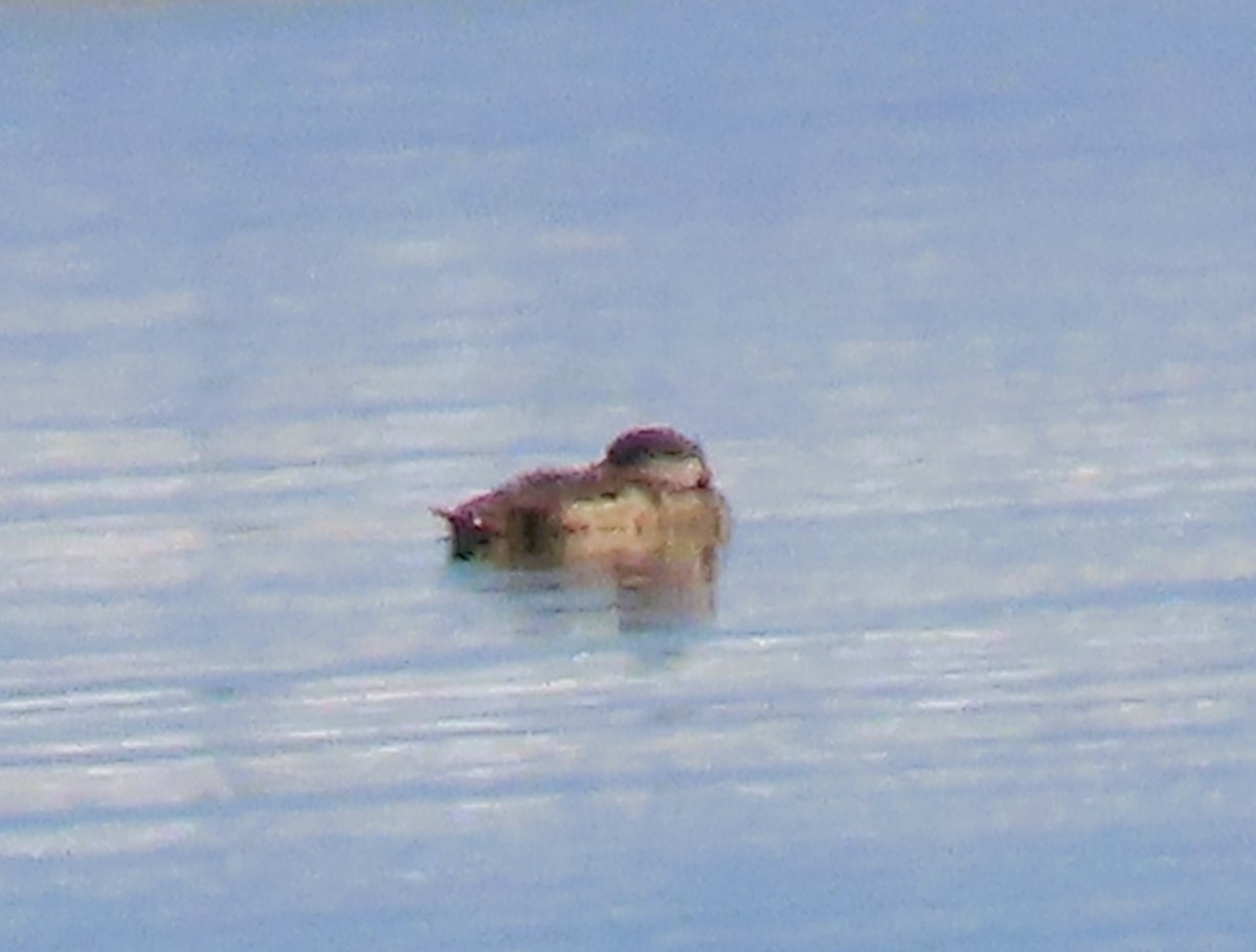 Black Scoter - Susan Daughtrey