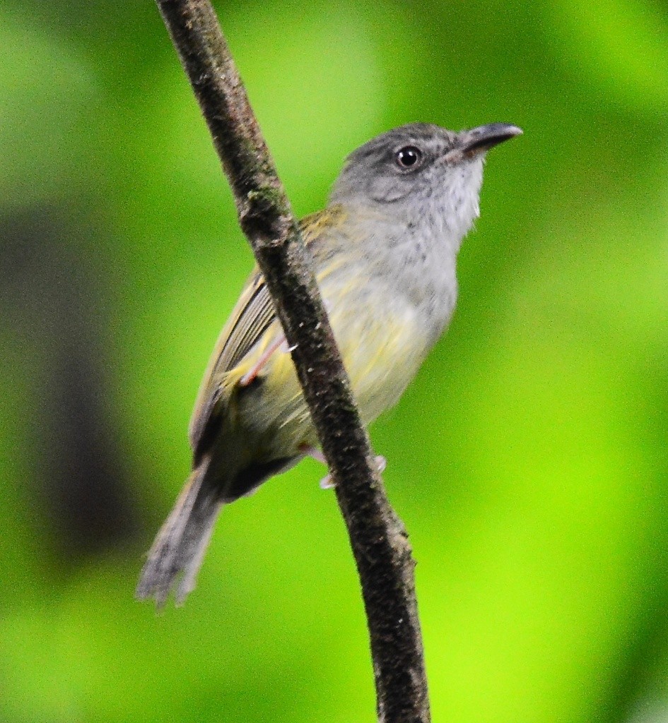 Northern Bentbill - ML614300963