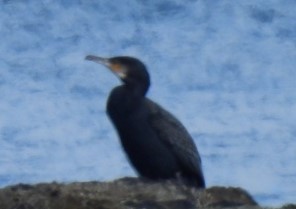 Great Cormorant - ML614300969