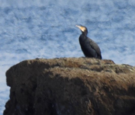 Great Cormorant - ML614300970