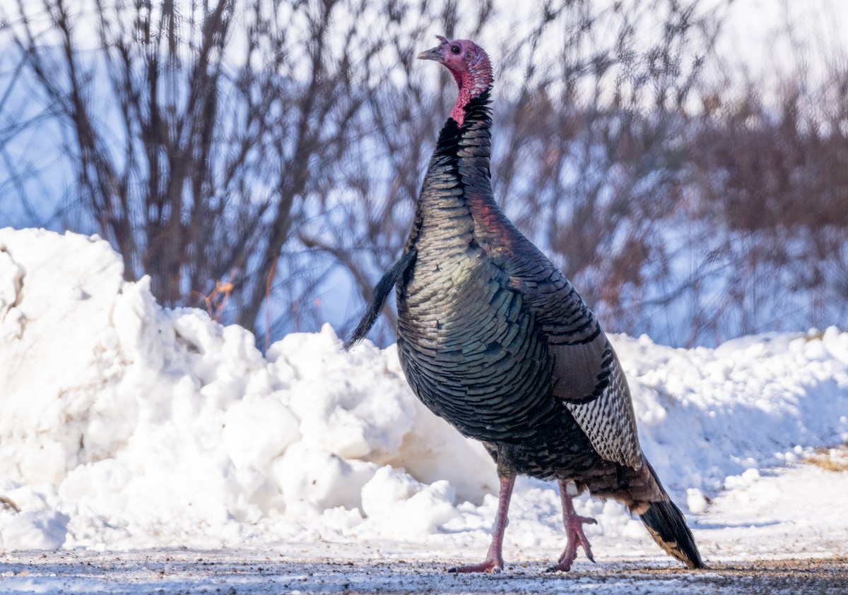 Wild Turkey - ML614301015