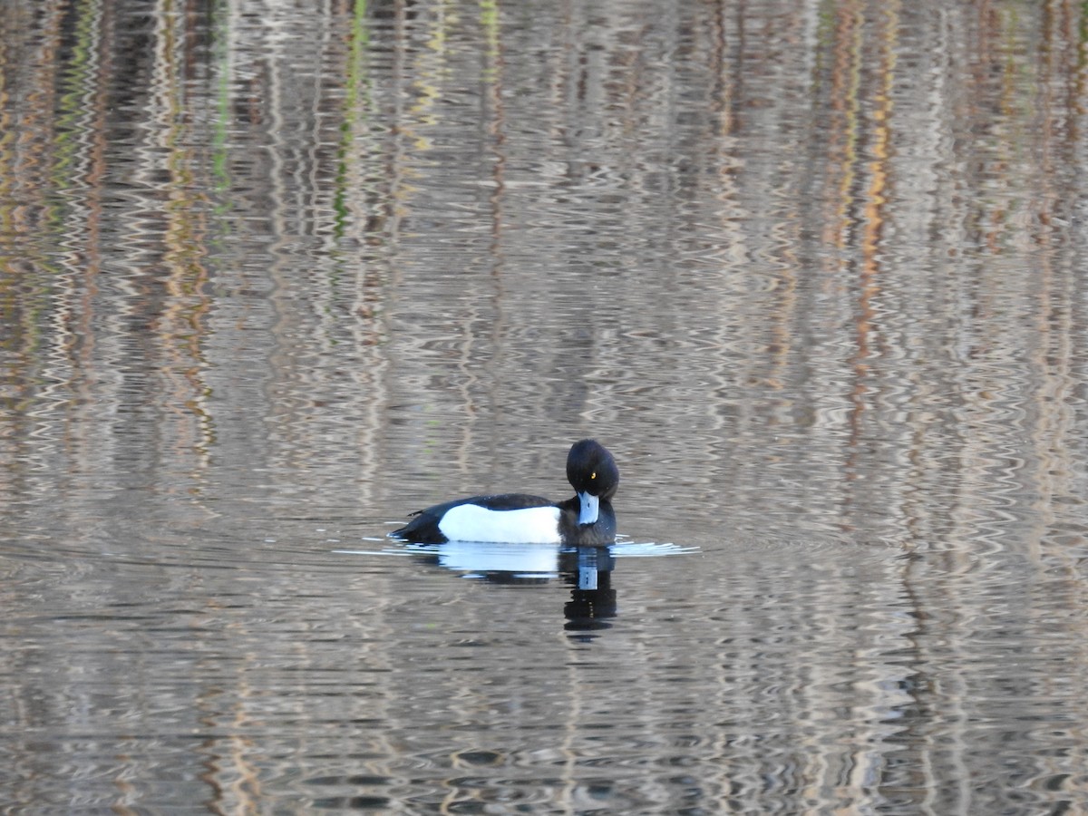 Tufted Duck - ML614301025