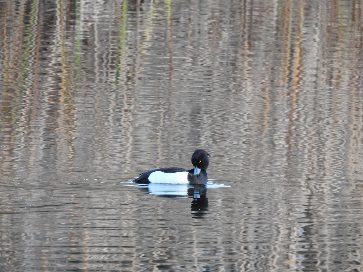 Tufted Duck - ML614301026