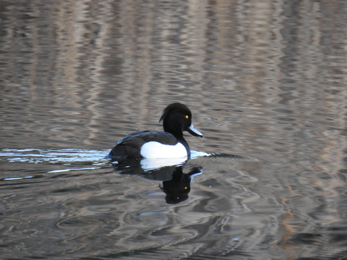 Tufted Duck - ML614301029