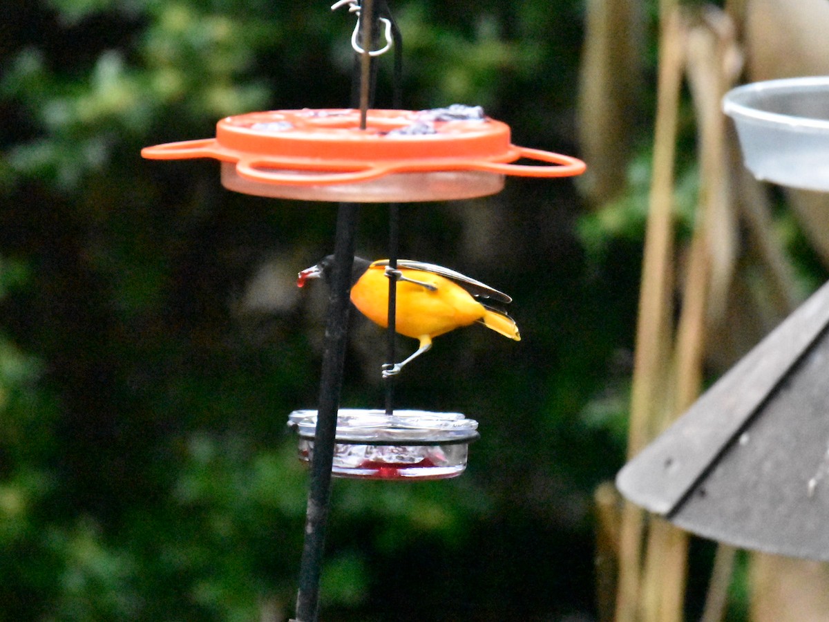 Oriole de Baltimore - ML614301065