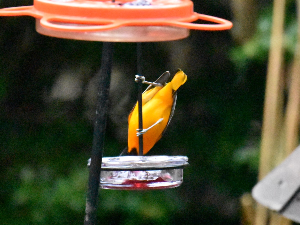 Oriole de Baltimore - ML614301066