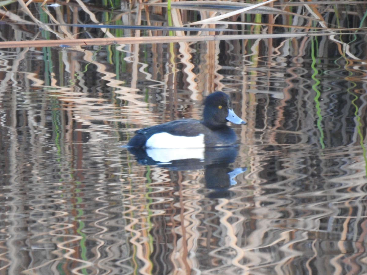 Tufted Duck - ML614301080