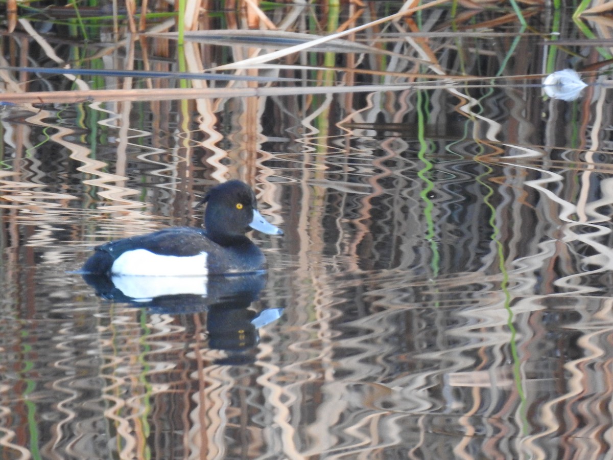 Tufted Duck - ML614301081