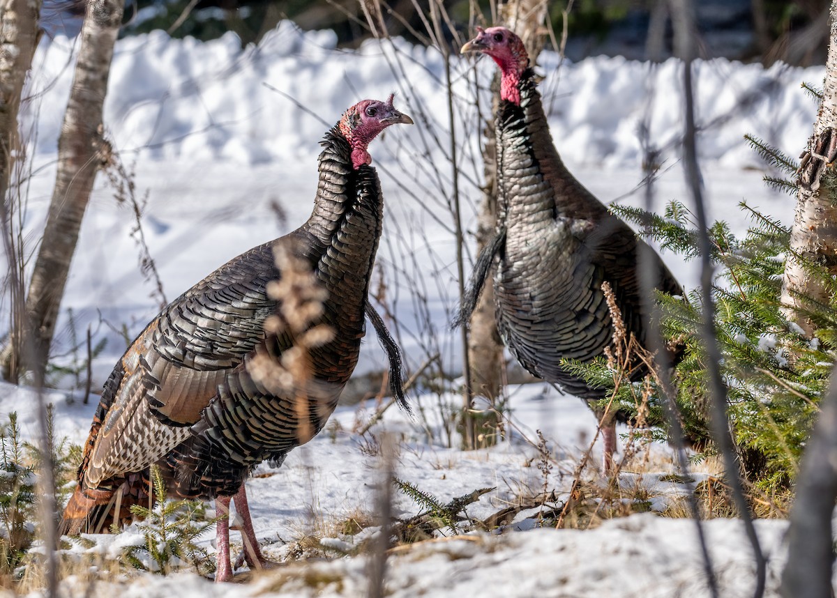 Wild Turkey - ML614301089