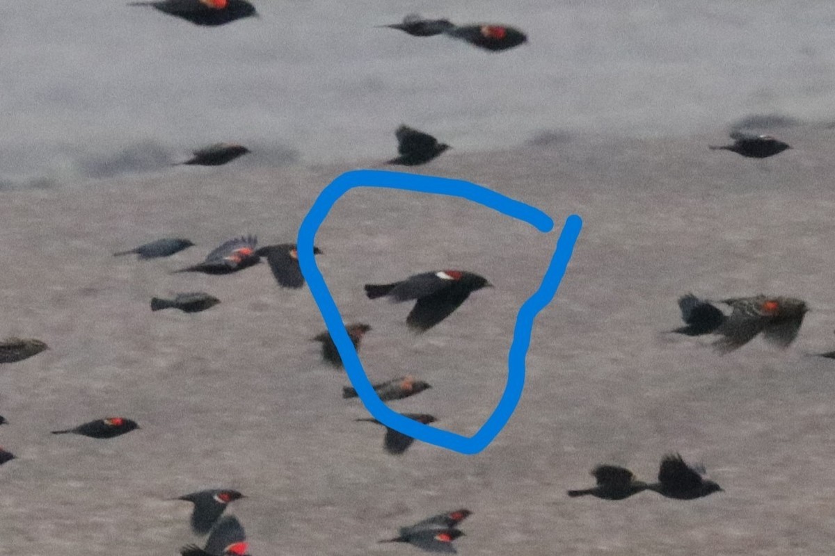 Tricolored Blackbird - Kathy Criddle