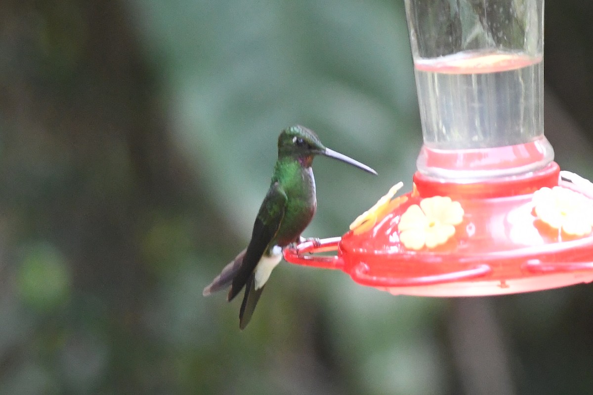 Pink-throated Brilliant - ML614301228