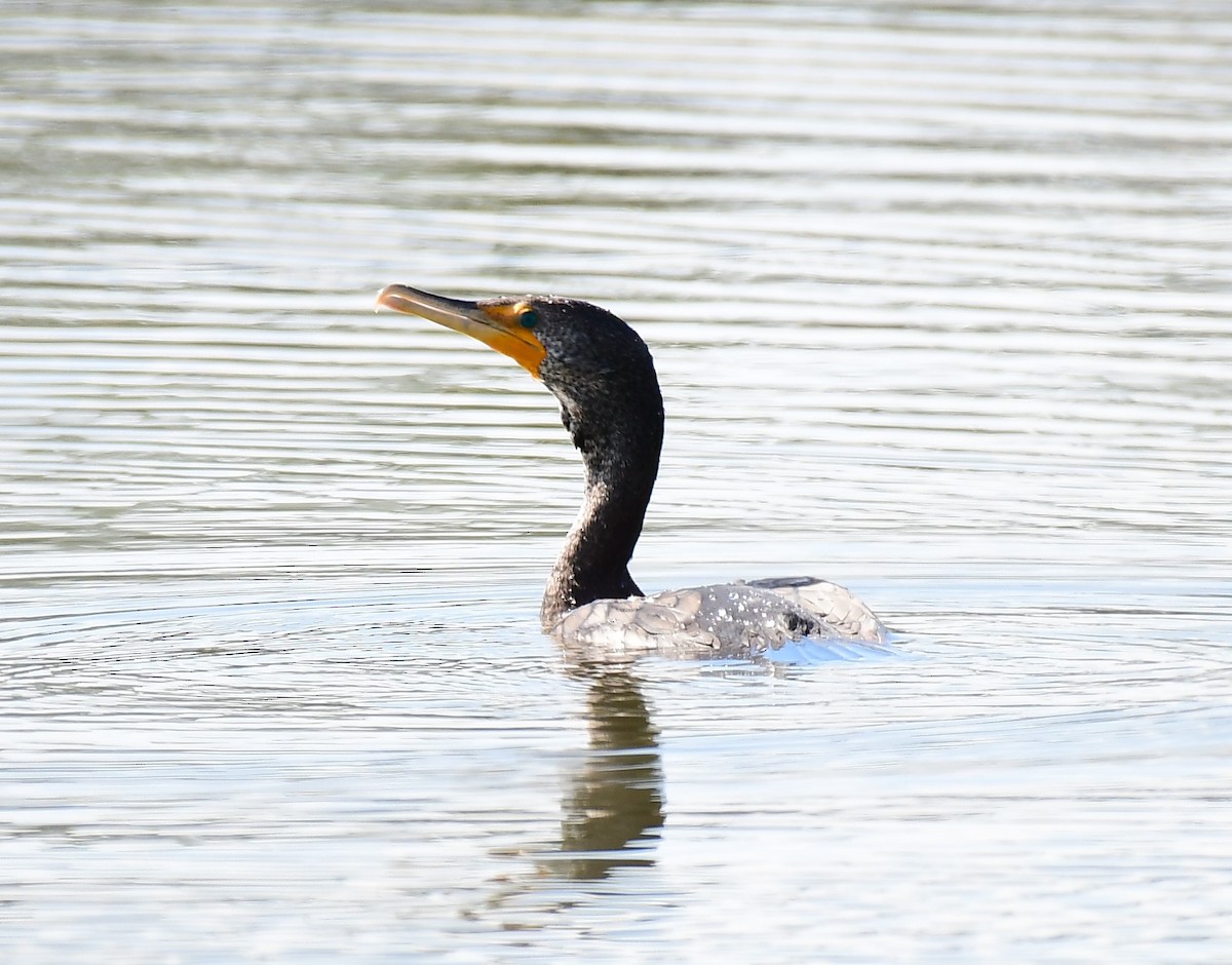 Double-crested Cormorant - ML614301248