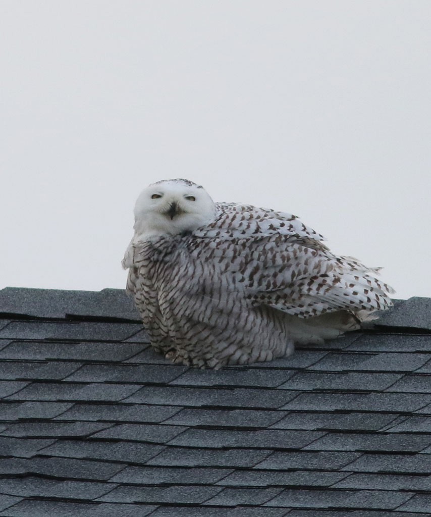 Snowy Owl - Clay Sutton