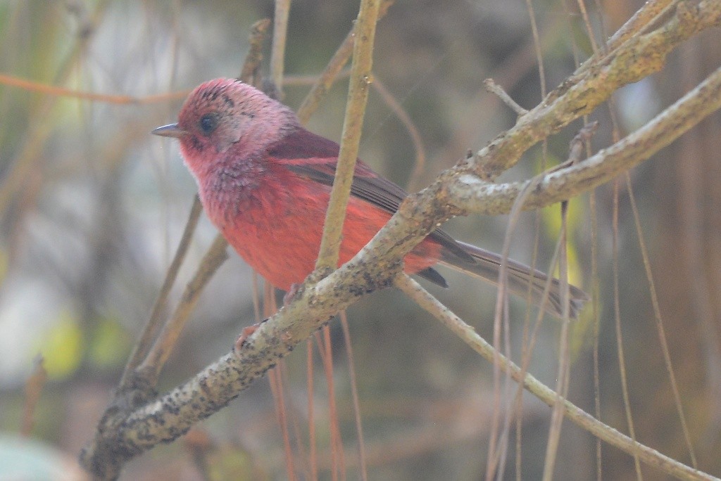 Pink-headed Warbler - ML614301329