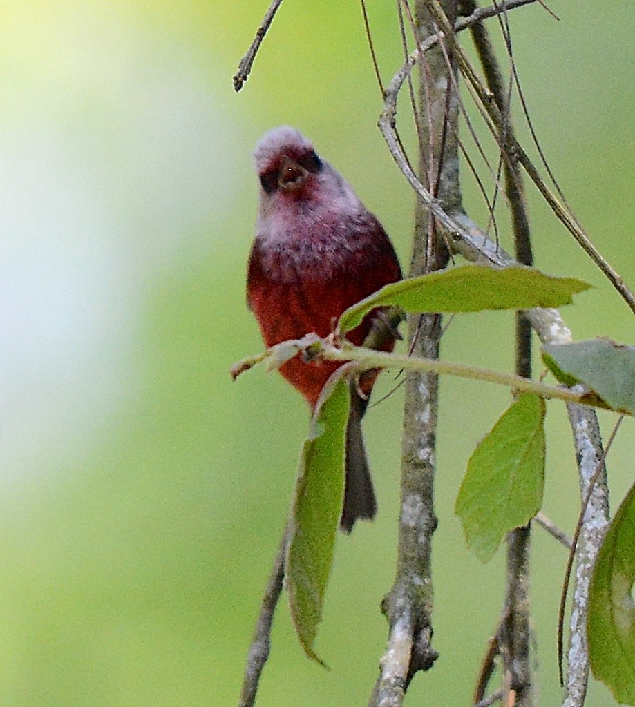 Pink-headed Warbler - ML614301331