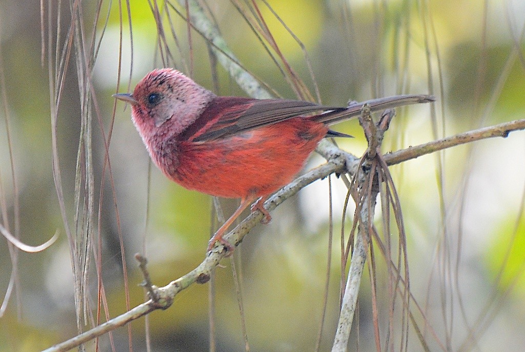 Pink-headed Warbler - ML614301332