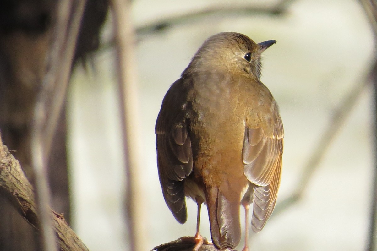 Hermit Thrush - ML614301533