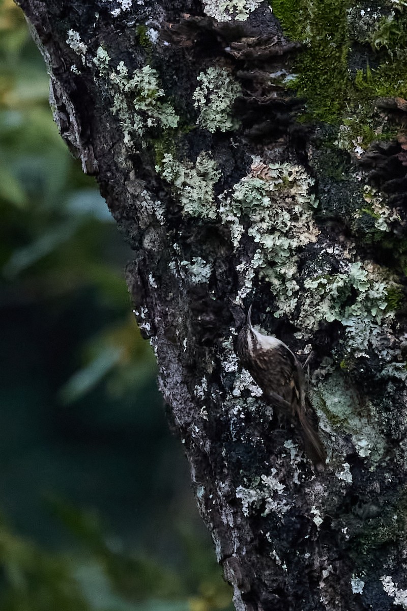 Brown Creeper - ML614301539
