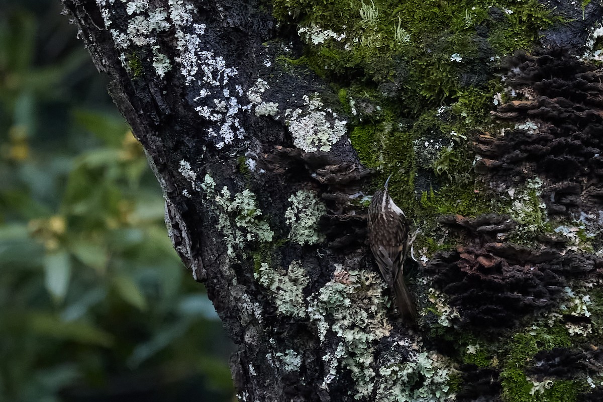 Brown Creeper - ML614301540